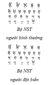 Tài Liệu Bee