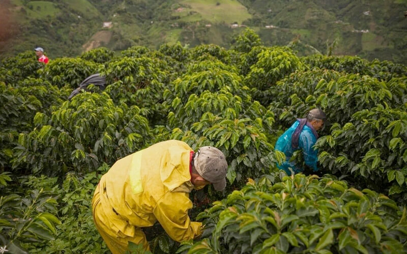 Tài Liệu Bee