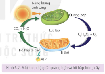 Tài Liệu Bee