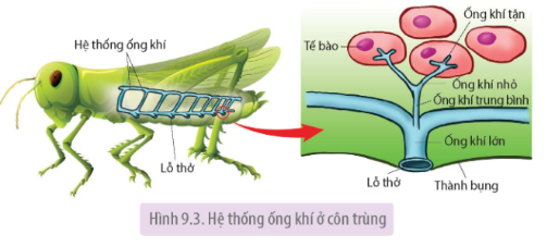 Tài Liệu Bee