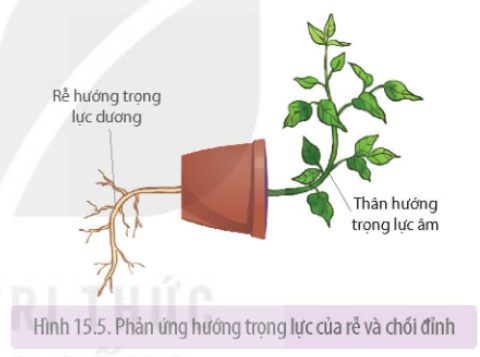 Tài Liệu Bee
