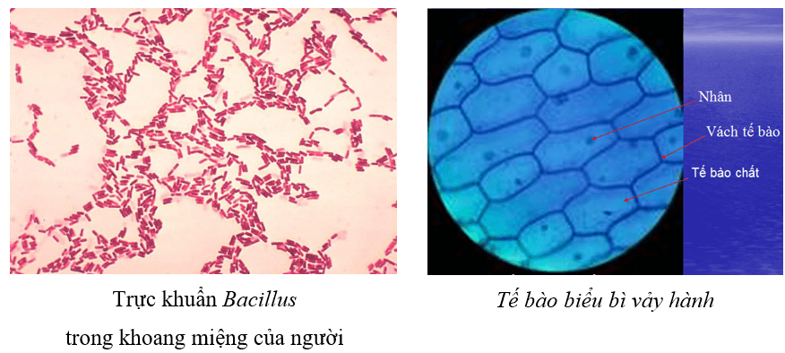 Tài Liệu Bee